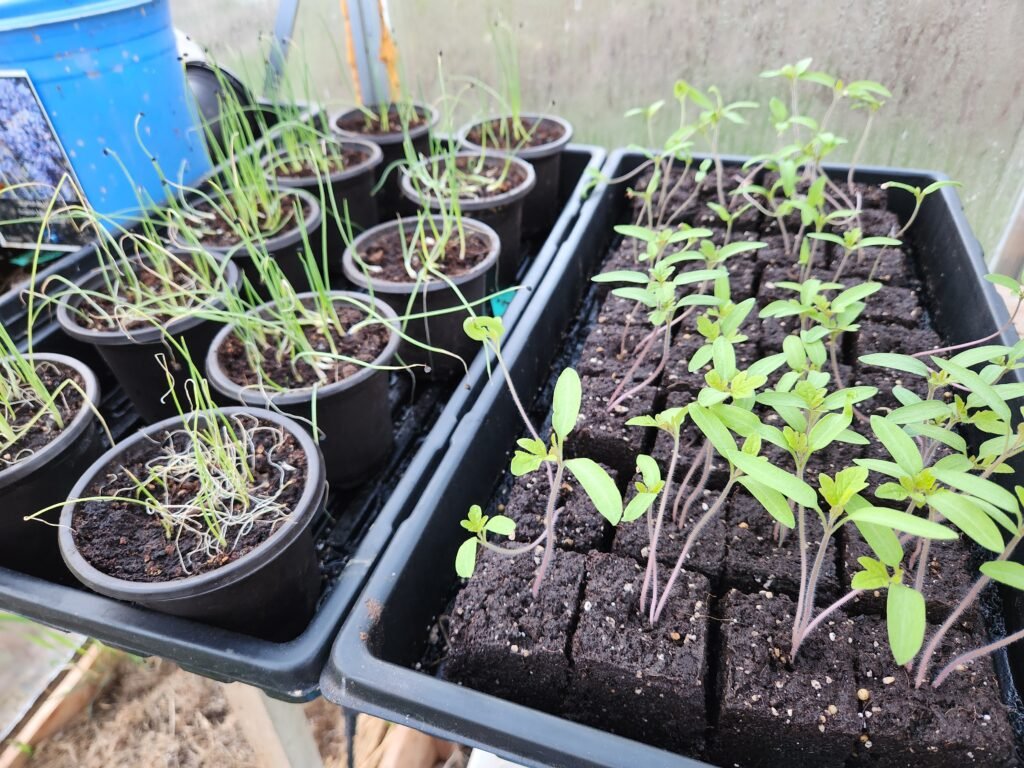 Onions and Tomatoes in seed starting trays