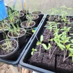 Onions and Tomatoes in seed starting trays