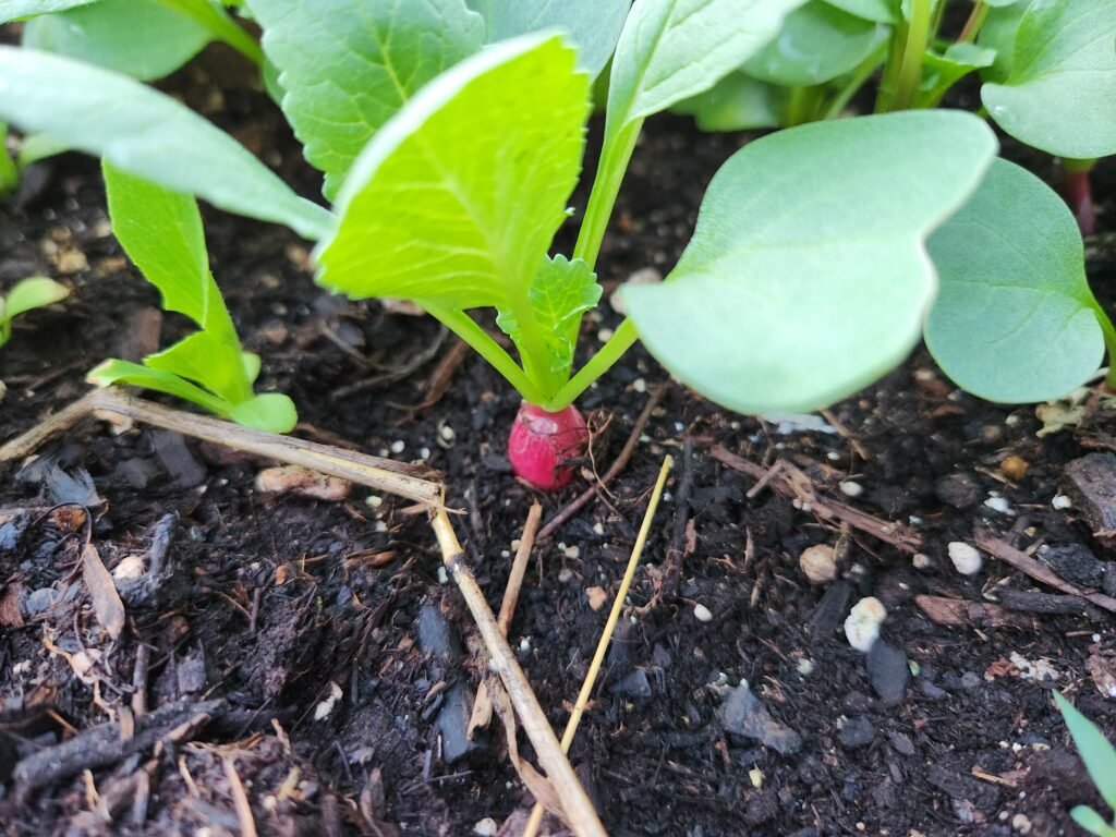 Radish almost ready to harvest.