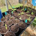 Seedlings That Have Been Potted Up