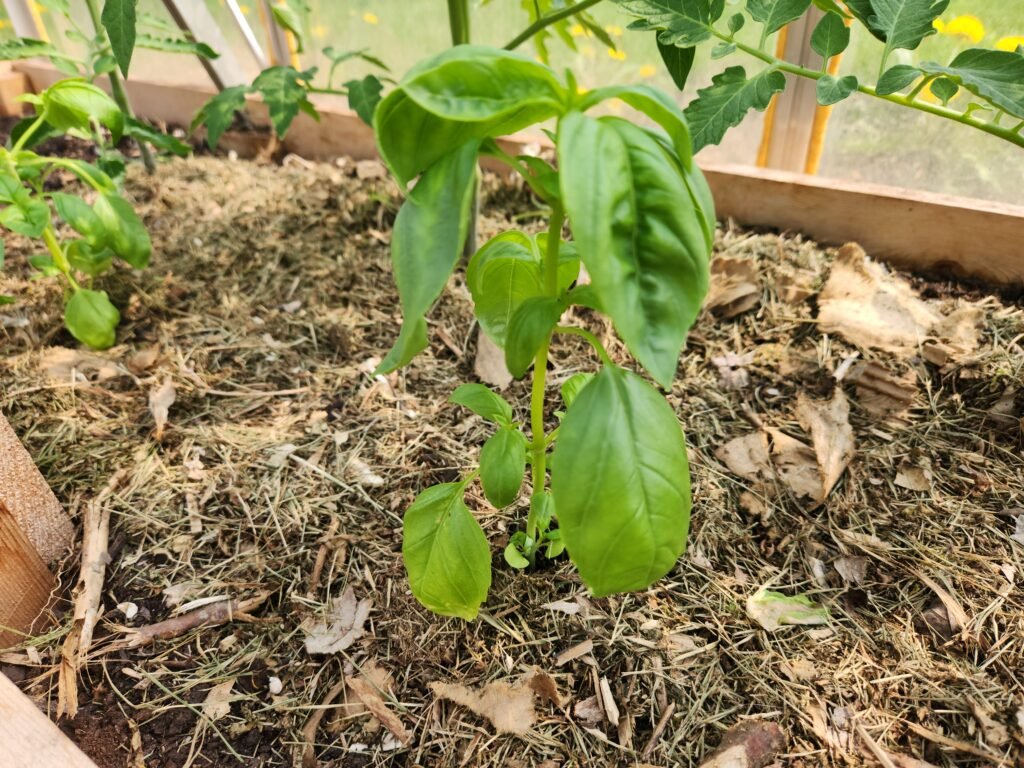 Basil Plant Between Tomatoes