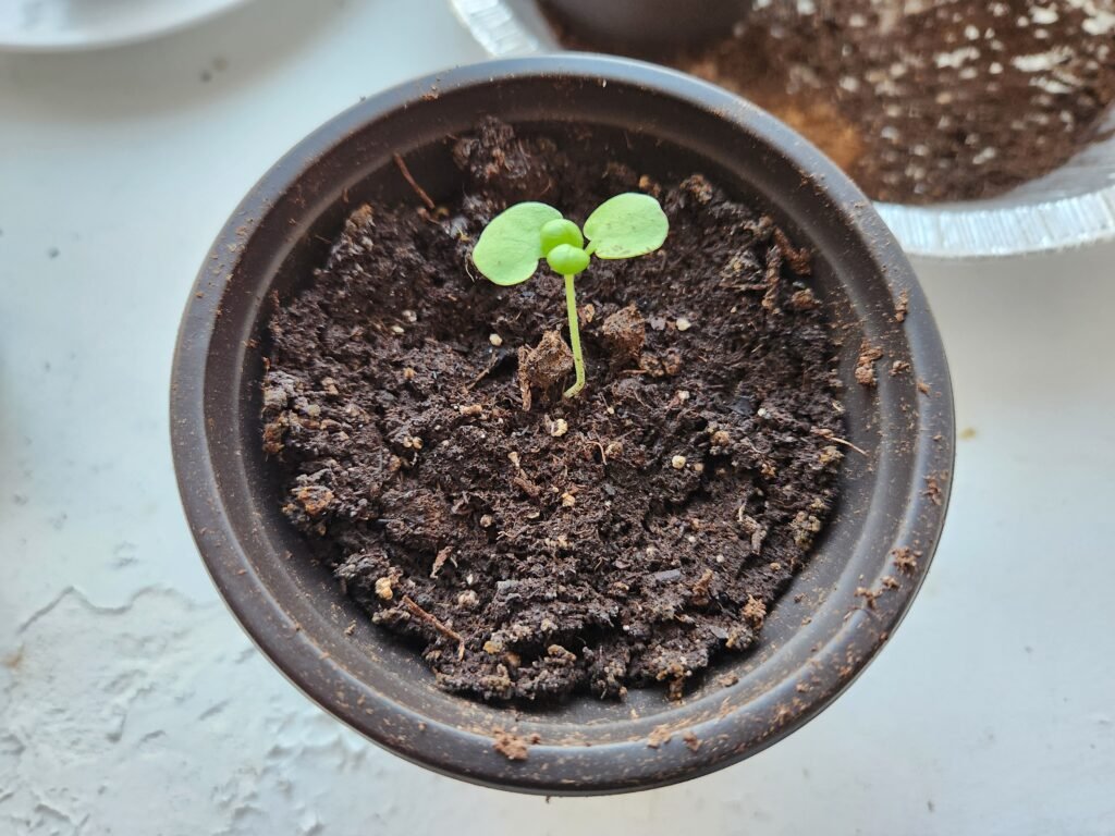One week old basil seedling in a 4 inch pot.