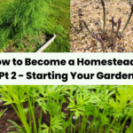 How to Become a Homesteader Pt 1 - Starting Your Garden