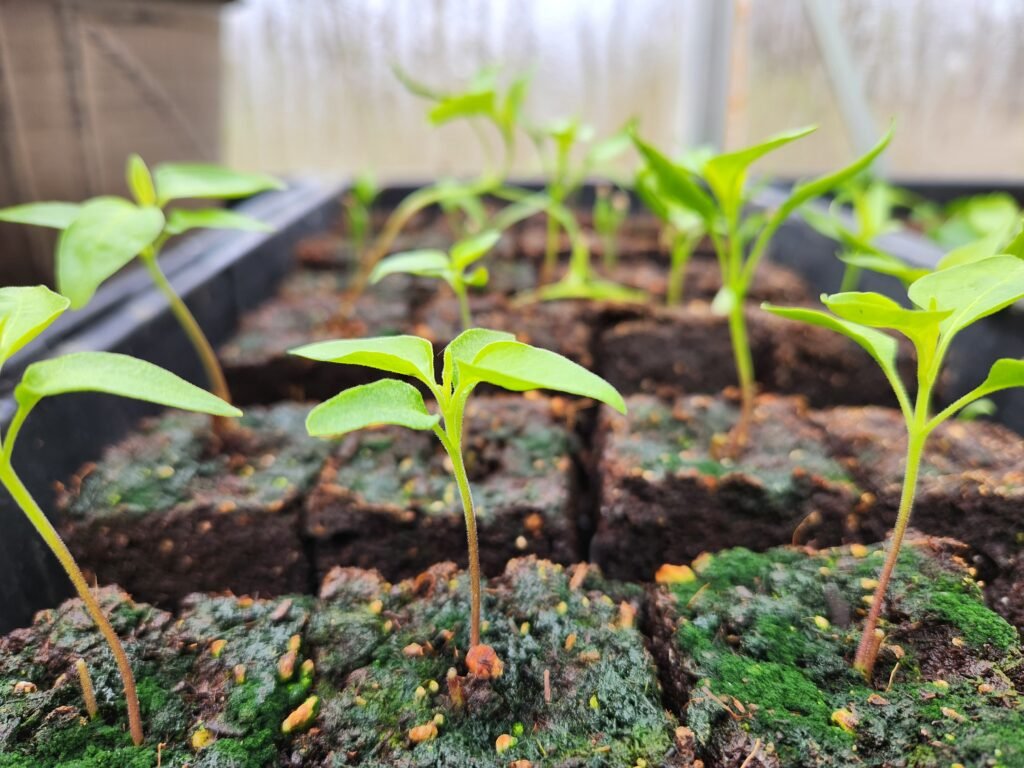 Pepper Seedlings in Soil Blocks