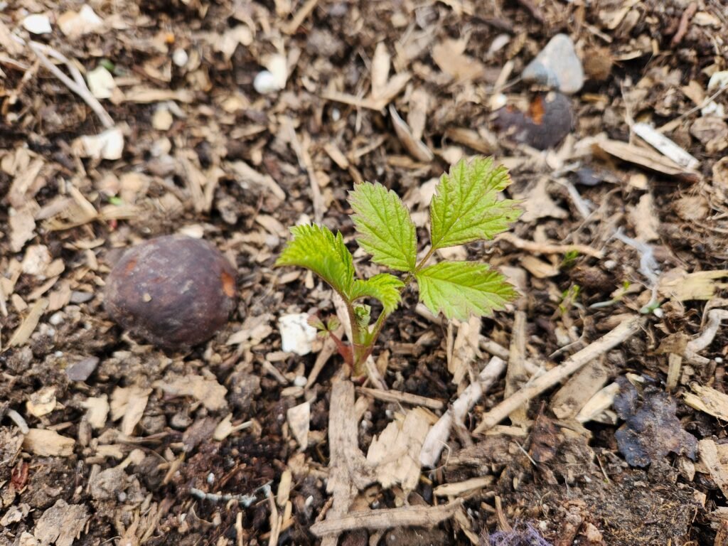 Raspberry Seedling