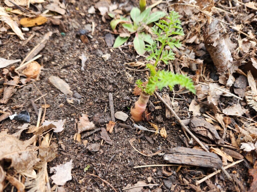 Second Year Carrot Regrowth