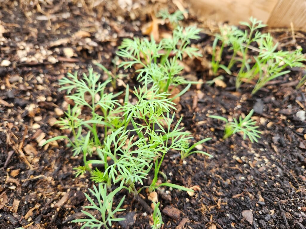 Dill Seedlings