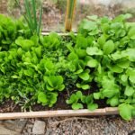 Radishes, Lettuce, and Carrots in a garden bed.