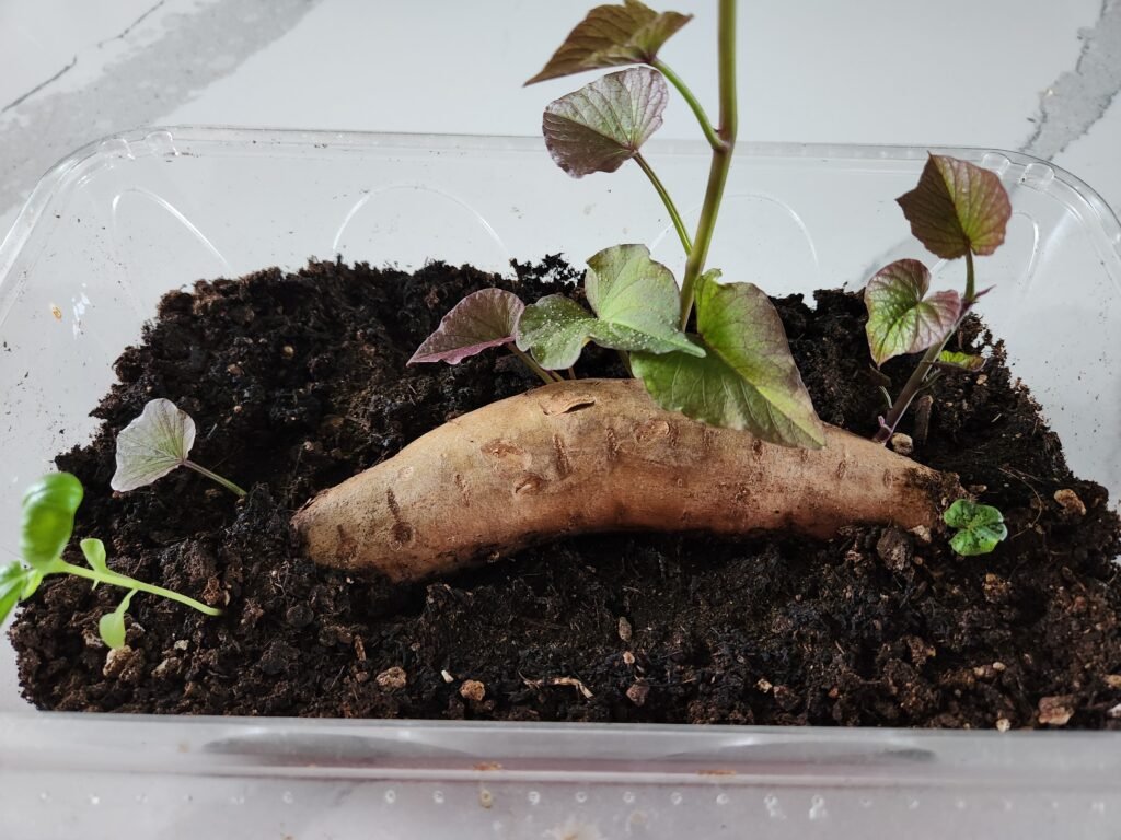 Sweet potato with slips growing