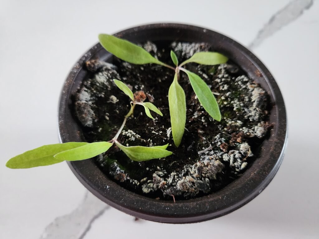 Goji Berry seedlings