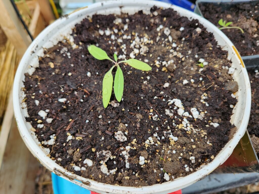 Goji Berry Seedling