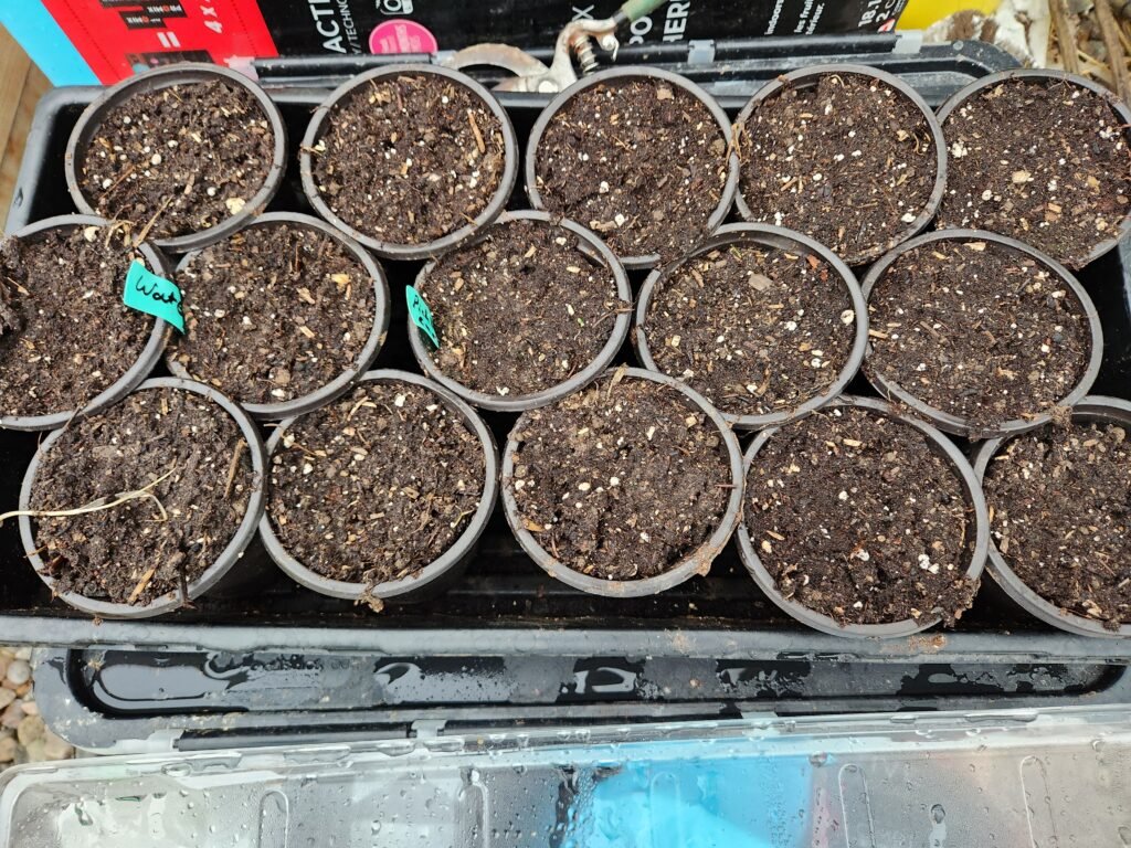 Pots in a seed tray