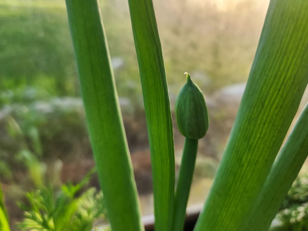 Onion seed head