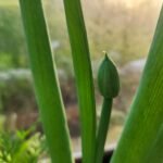 Onion seed head