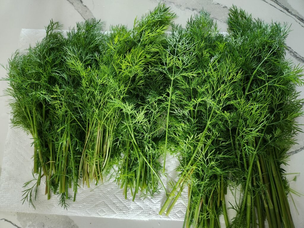 Fresh Dill