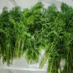 Fresh Dill