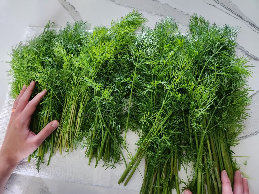 Dill Harvesting