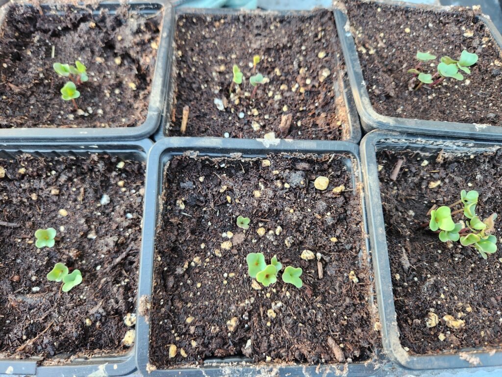 Brussel sprout germination
