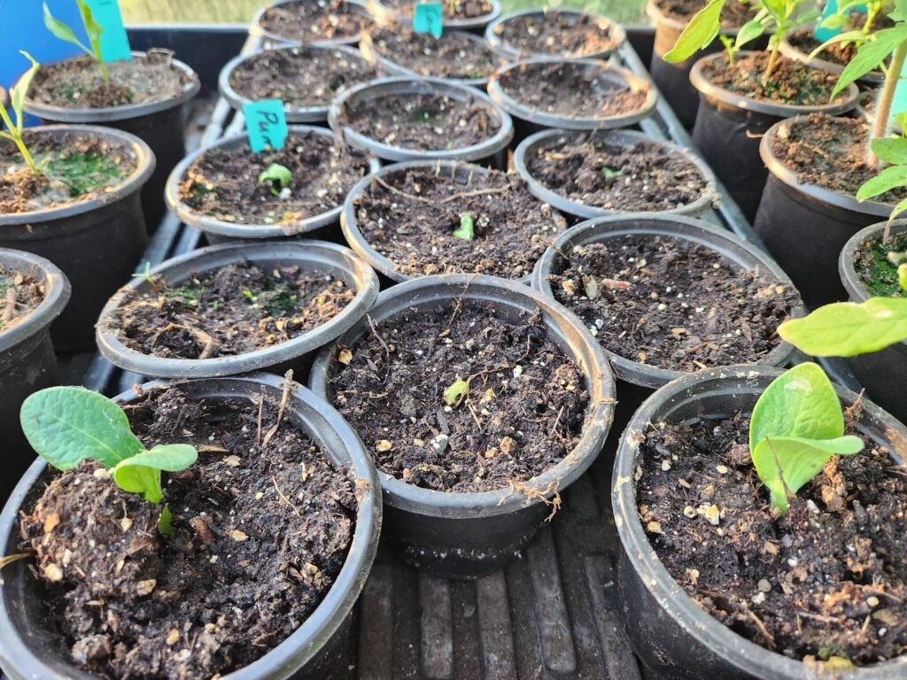 Squash germinating