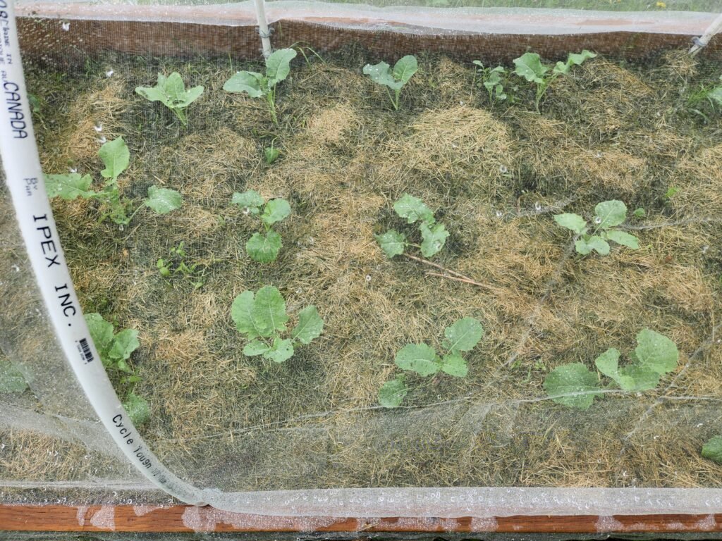 Broccoli growing in hoop house