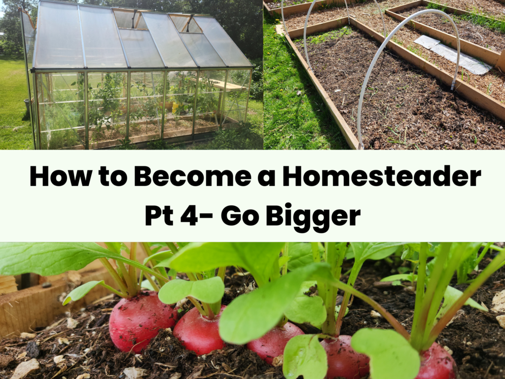 How to Become a Homesteader Pt 4 Go Bigger