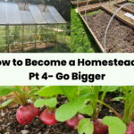 How to Become a Homesteader Pt 4 Go Bigger