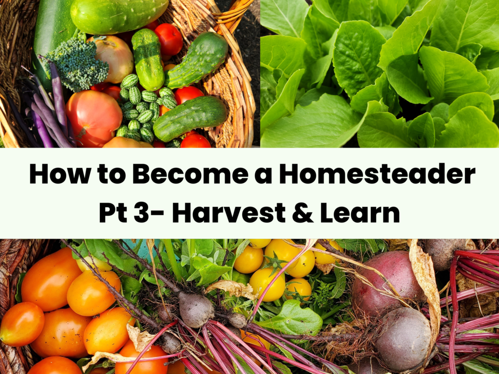 How to Become a Homesteader Pt 3 Harvest & Learn