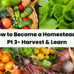 How to Become a Homesteader Pt 3 Harvest & Learn