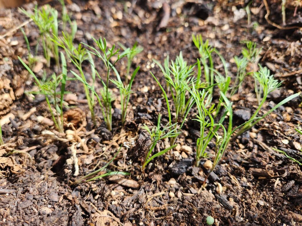 Dill Seedlings A Few Weeks Old