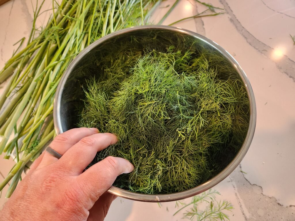 Cleaned Dill ready to be preserved.