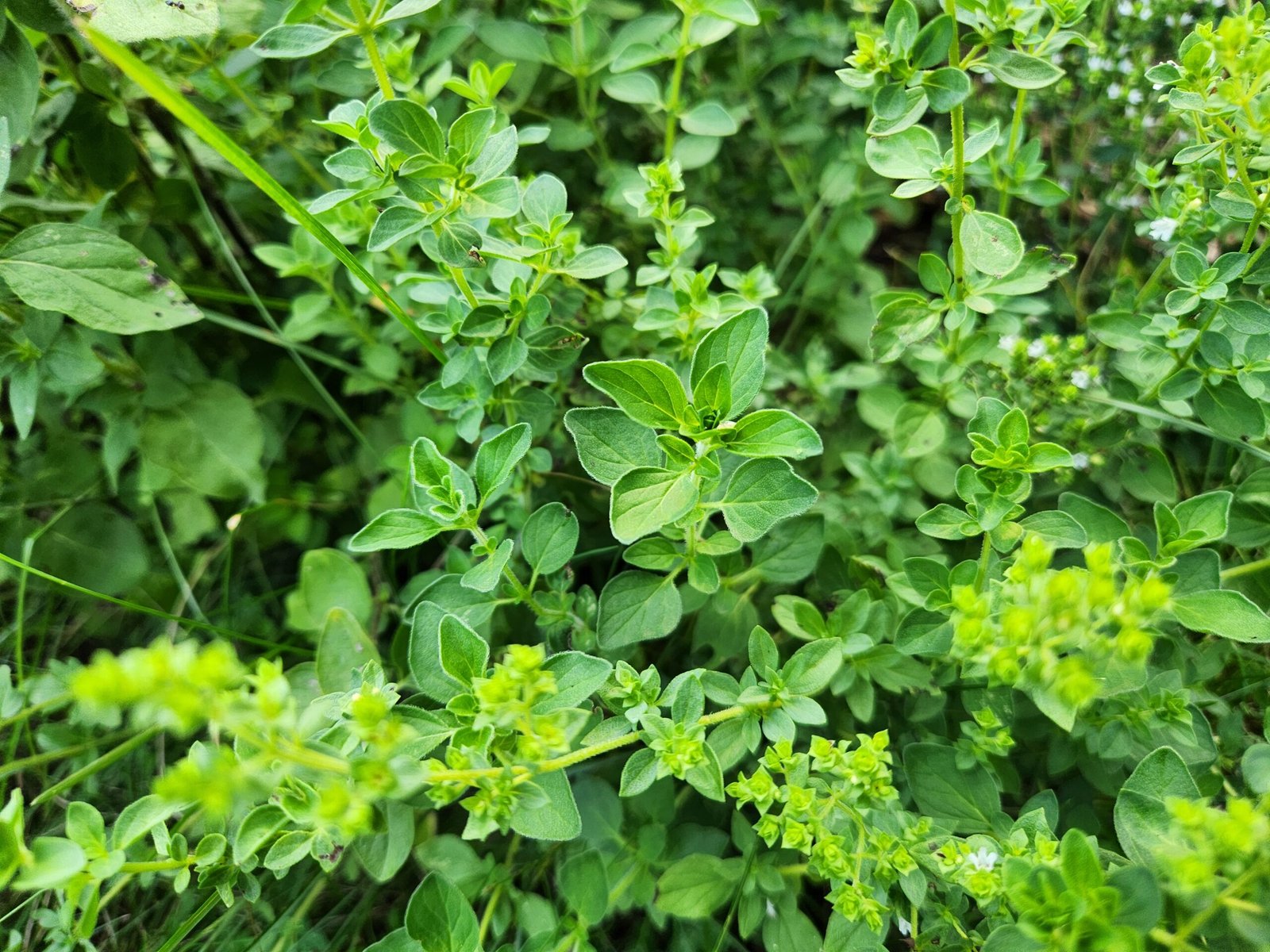 Oregano Herb