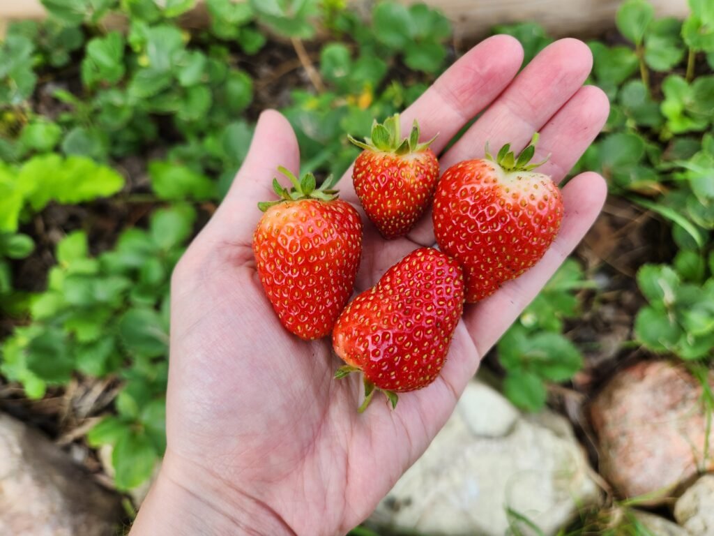 Strawberries Grown in Our Backyard