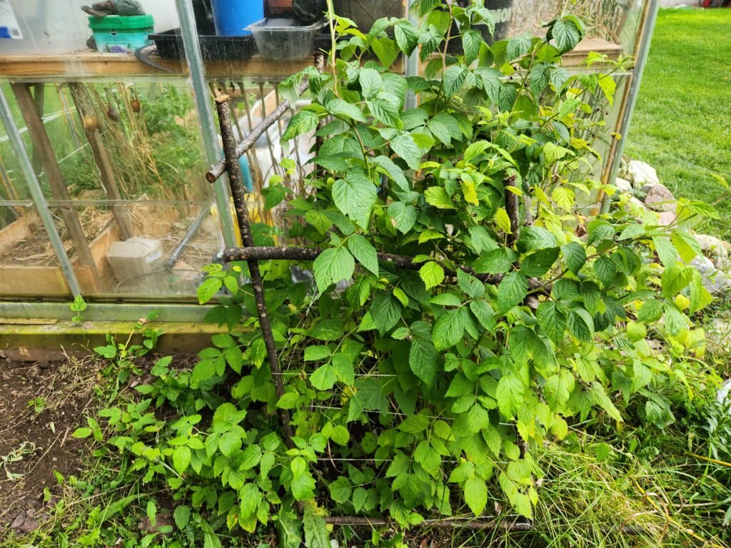 Raspberry Plant Aug 24