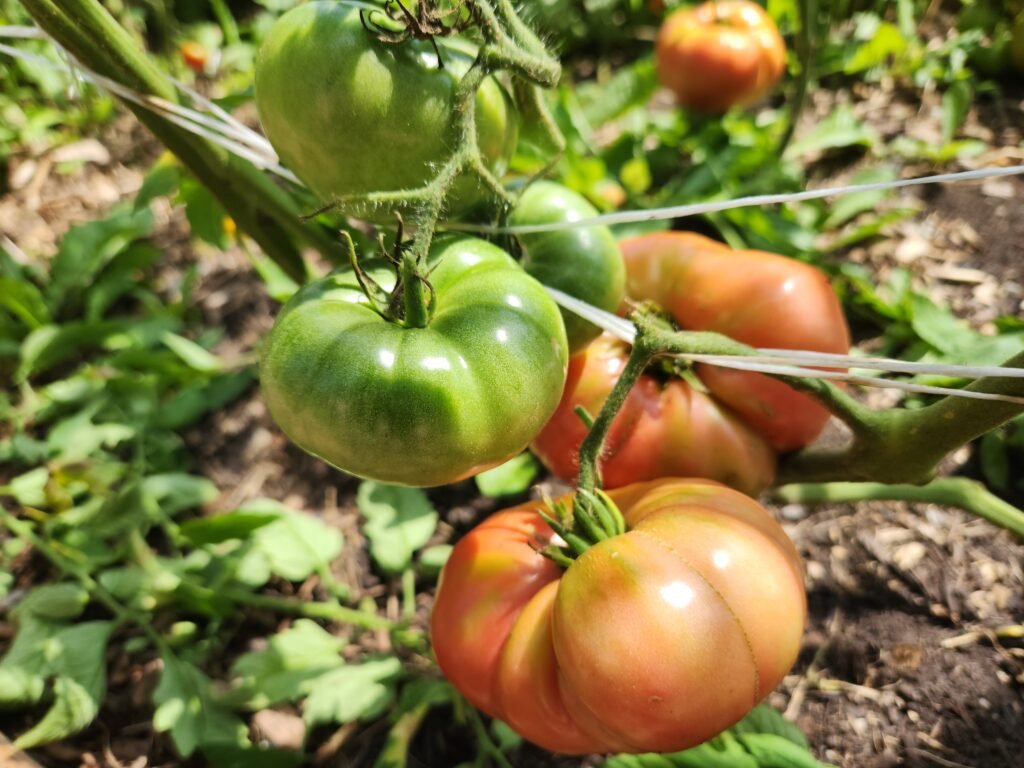 Tomatoes Ripening