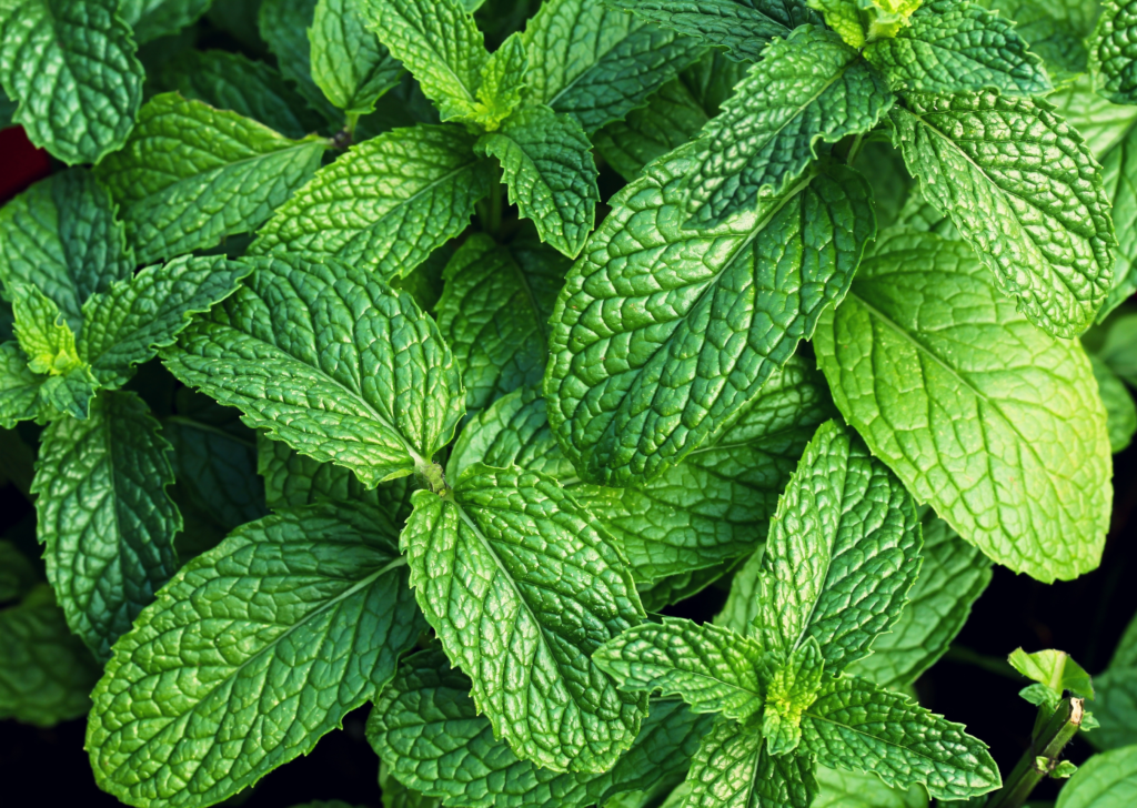Close Up Mint Leaves