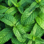 Close Up Mint Leaves