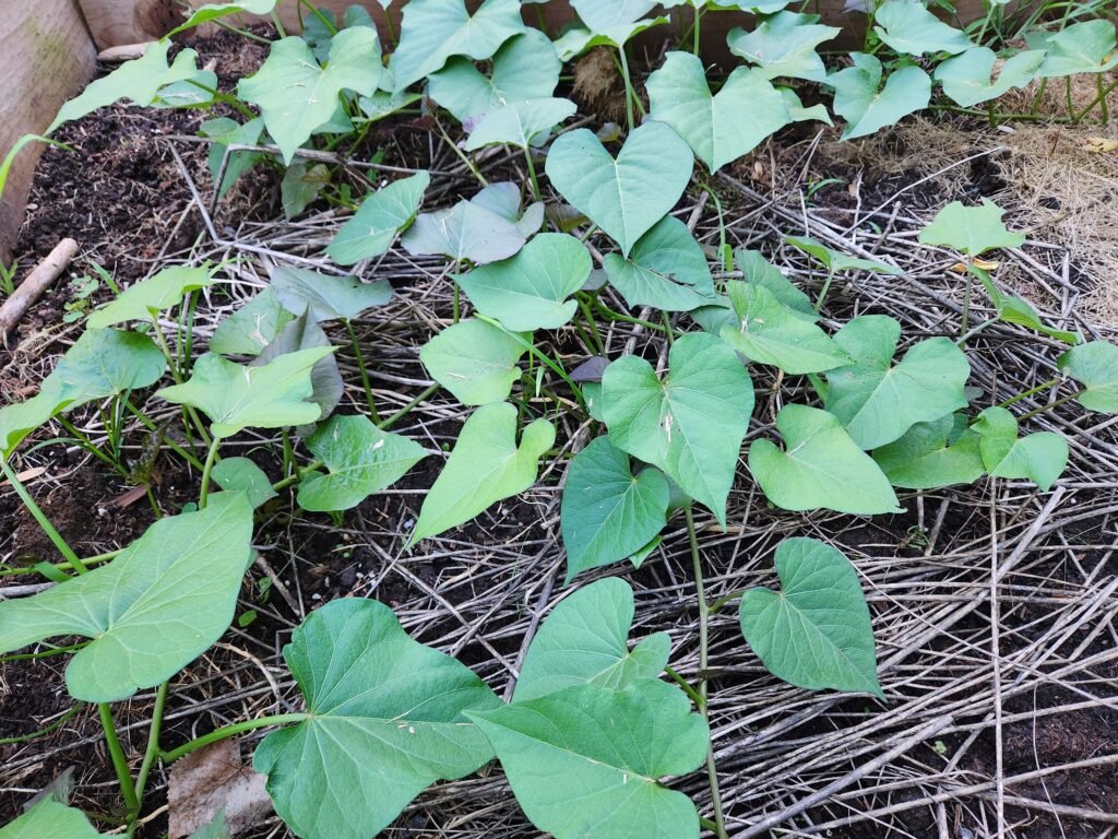 Mulched Garden Bed with Straw