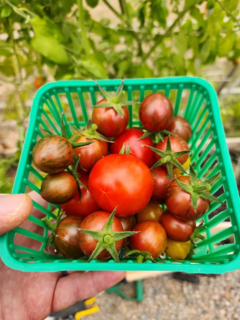 Ripe Tomatoes Recently Harvested