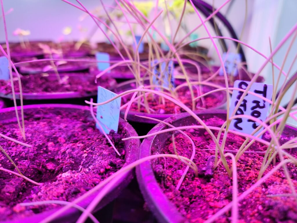 Onion Seedlings Labeled