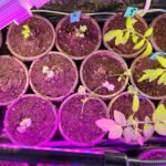 Top Photo of Seedlings Under Grow Lights