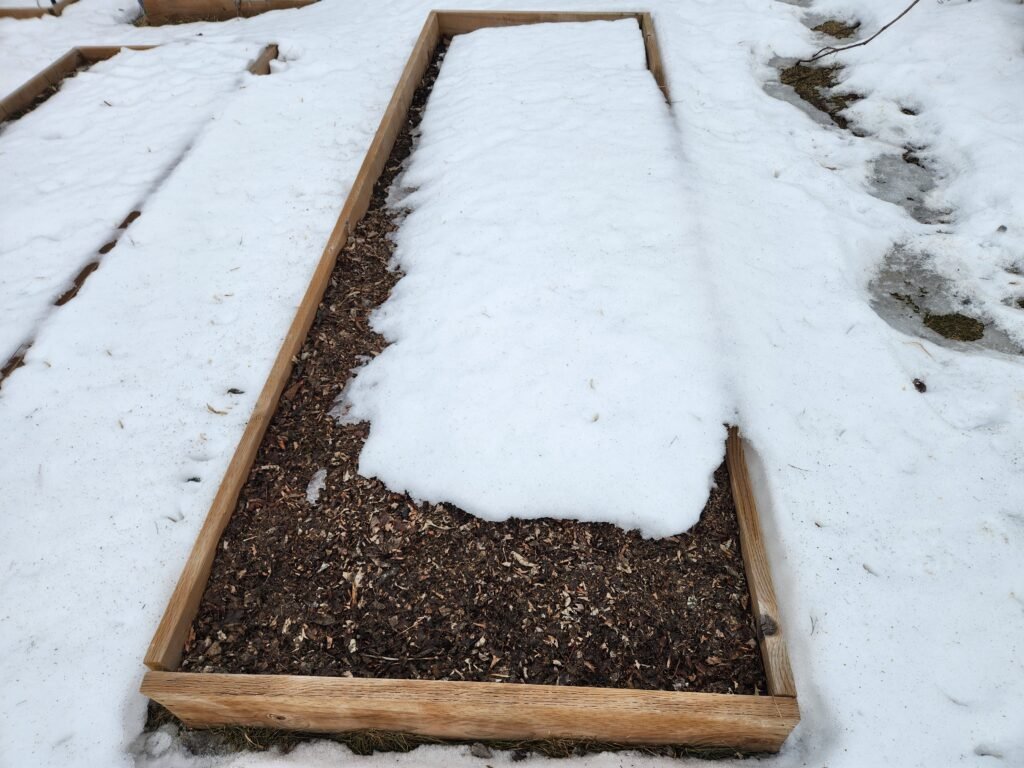 Garden bed covered in snow