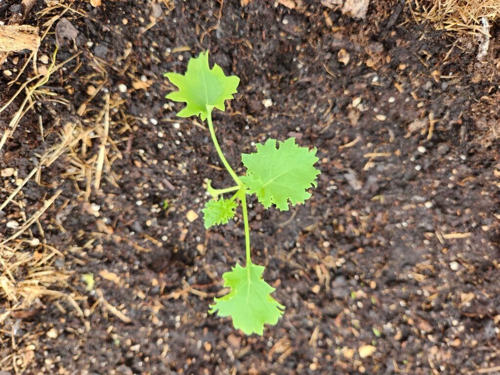 Kale plant that was recently transplanted.