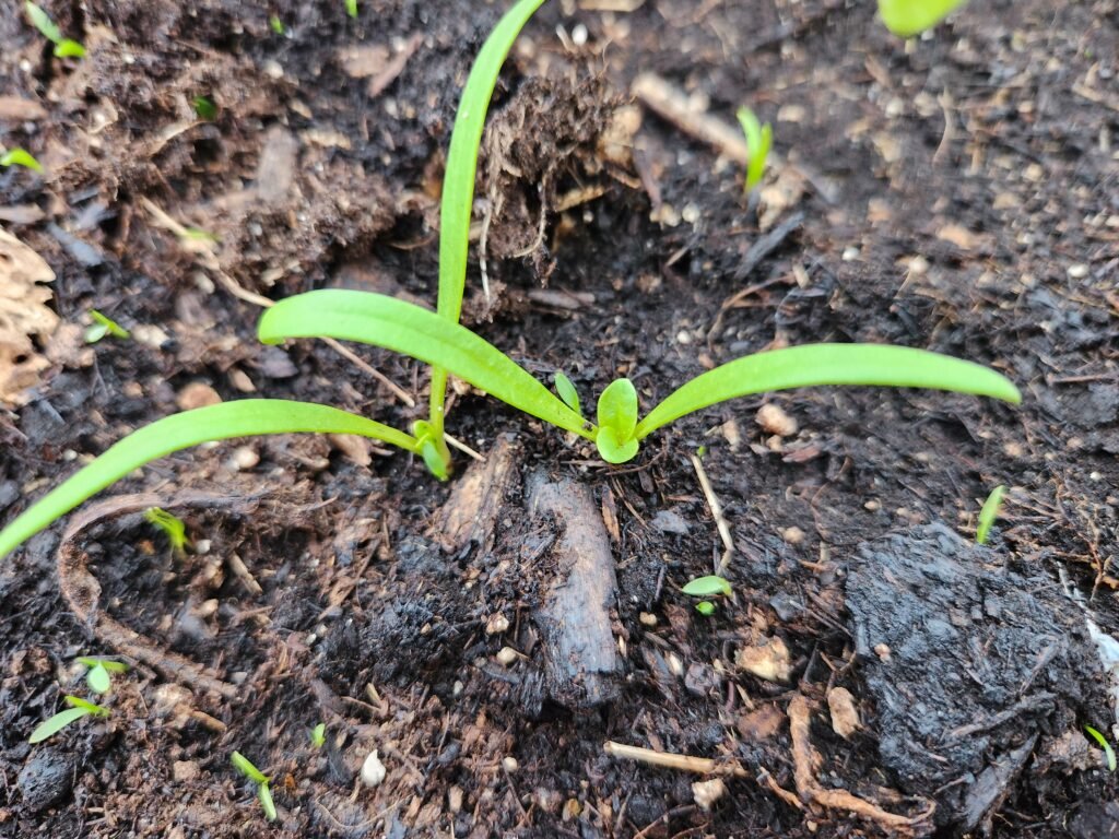 Spinach Seedling