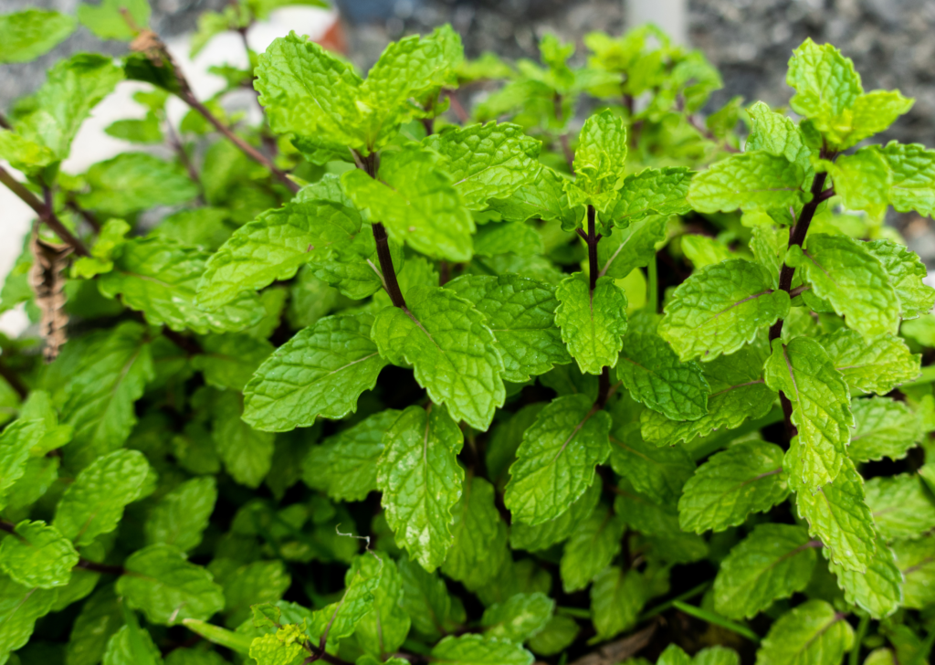 Mint Plant in a Pot