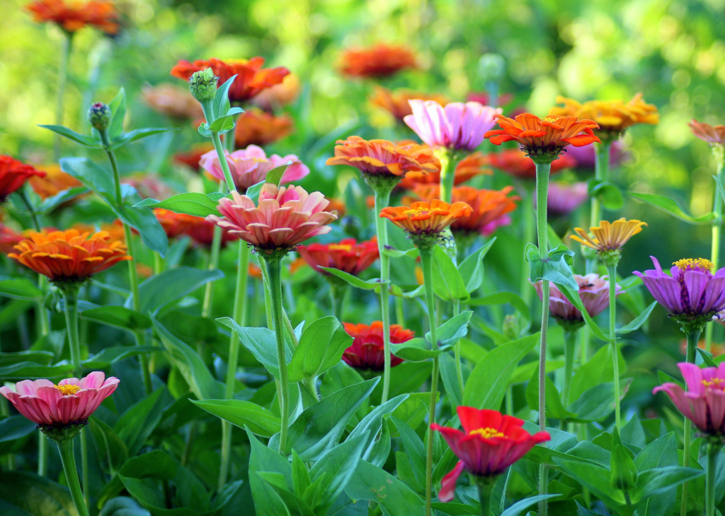 Beautifully Grown Flowers