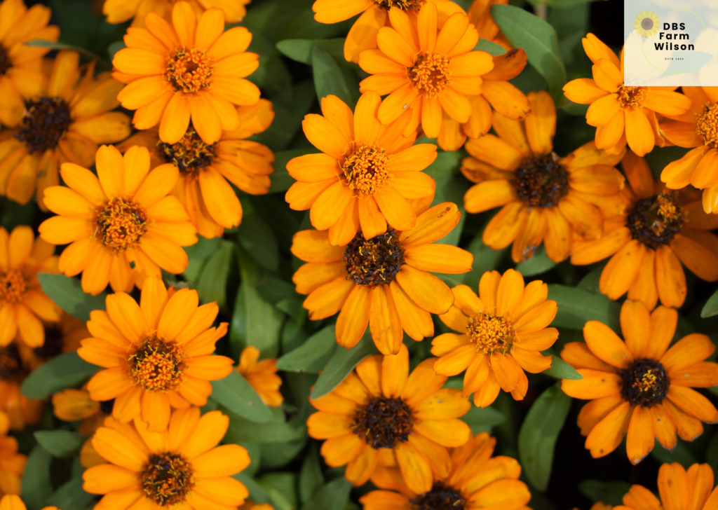 Marigolds