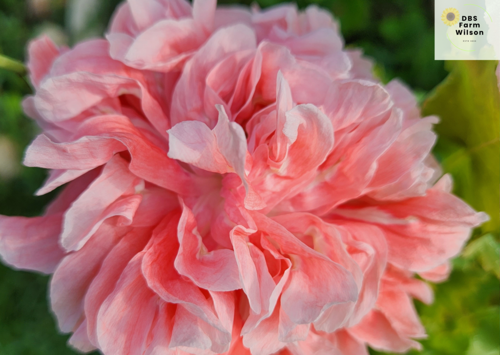 Pink Poppy - Spring Bloom