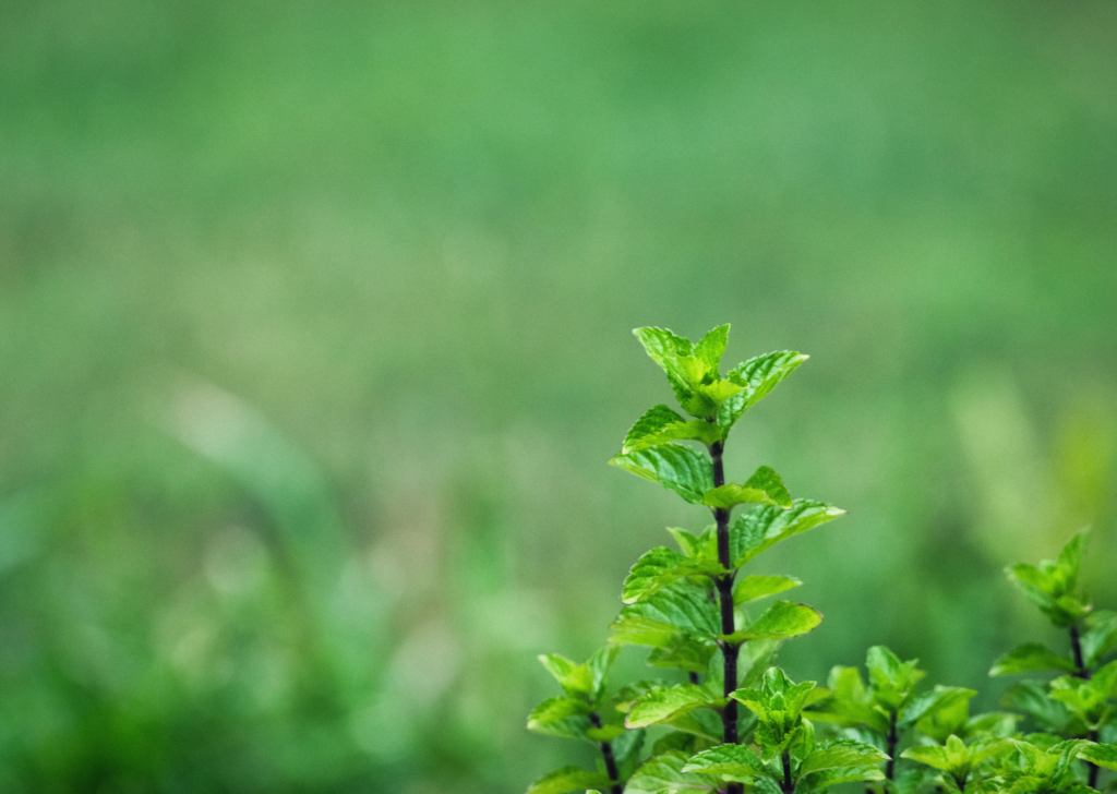 Mint Plant Artistic Photo