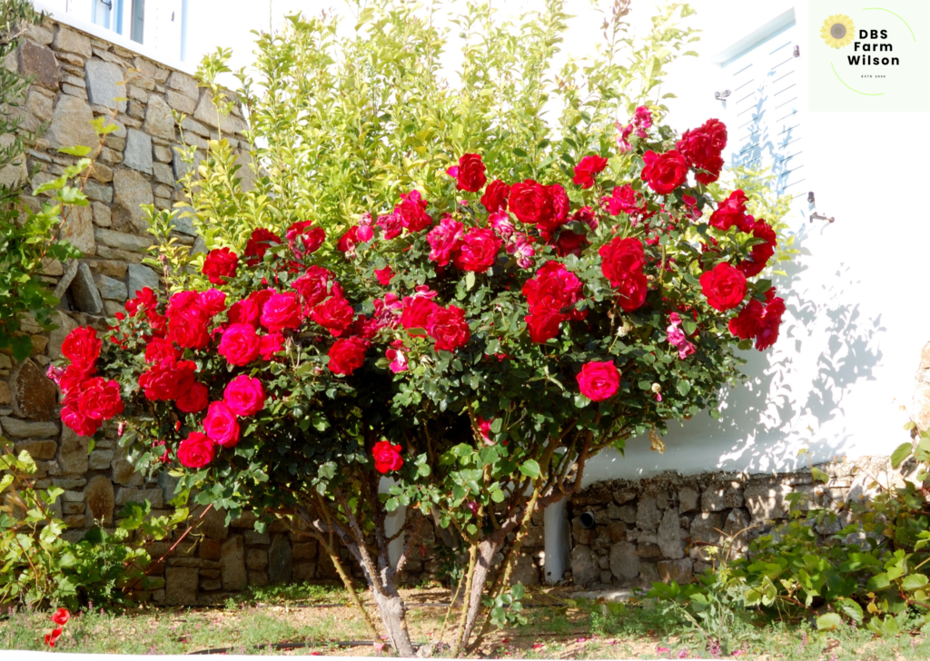 Rose Bush