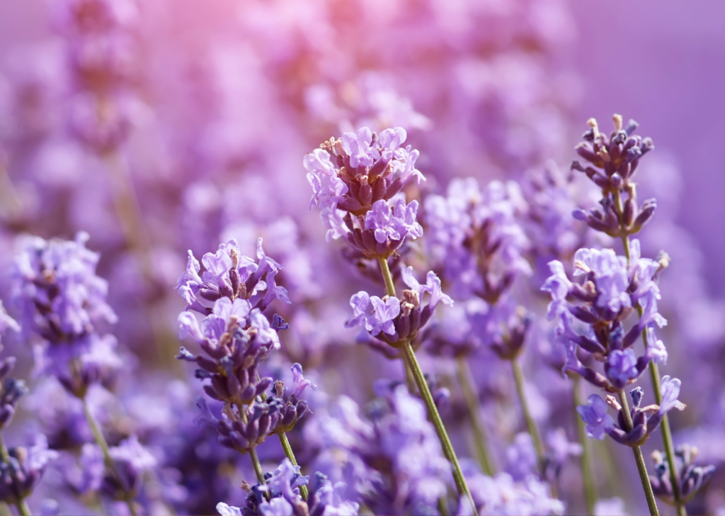 Lavender